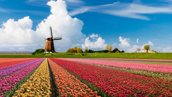 tulip